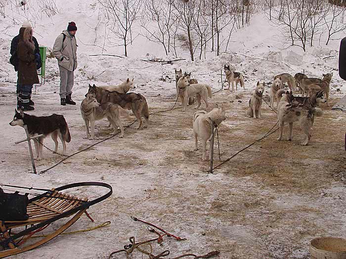 2003 schlittenhunde039.jpg